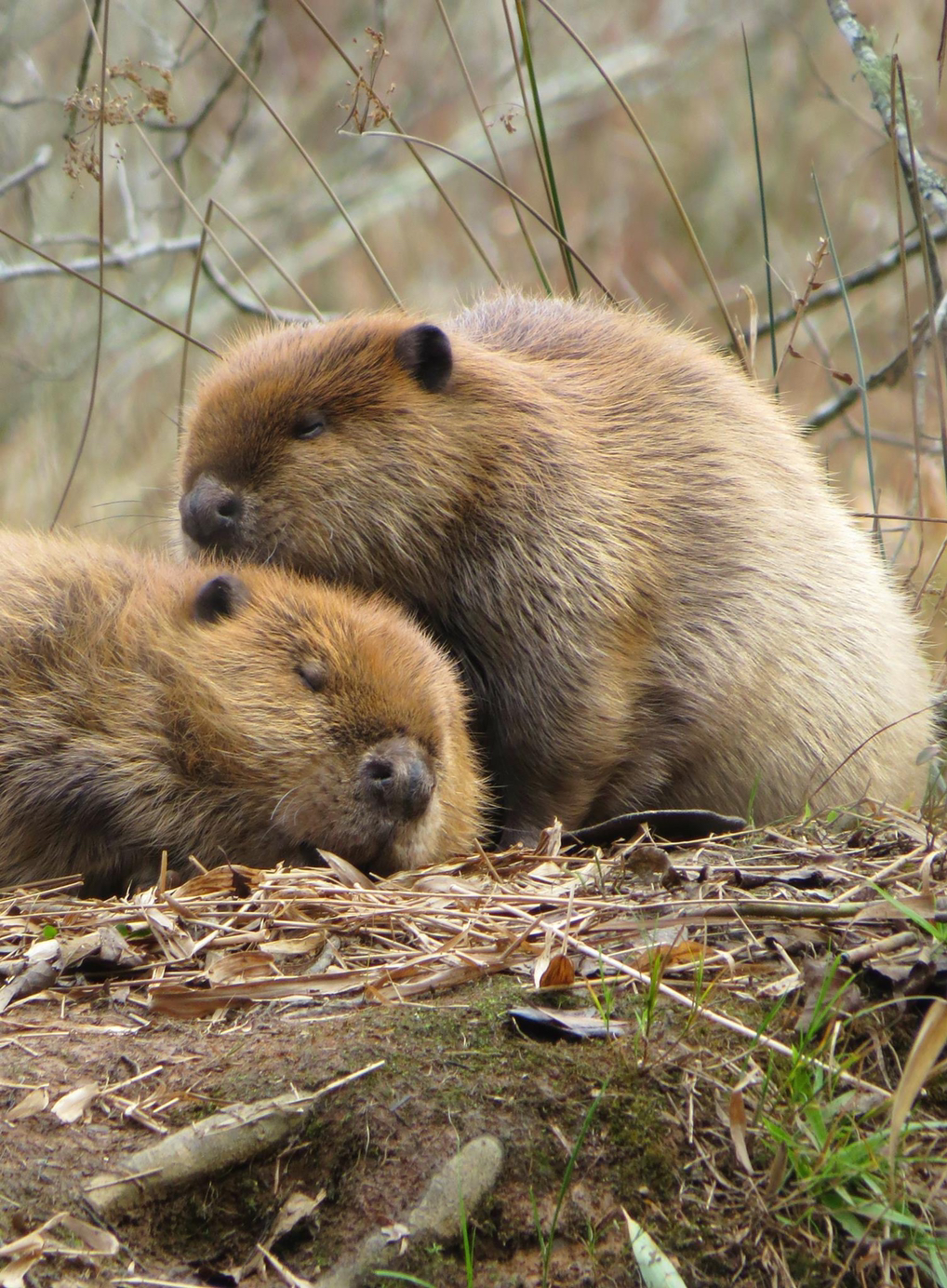 American Beaver Strong Teeth & Even Stronger Homes Wildlife