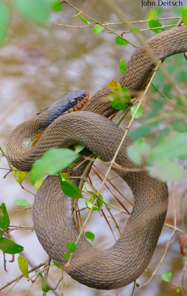 Redbellied Watersnake Wildlife Federation