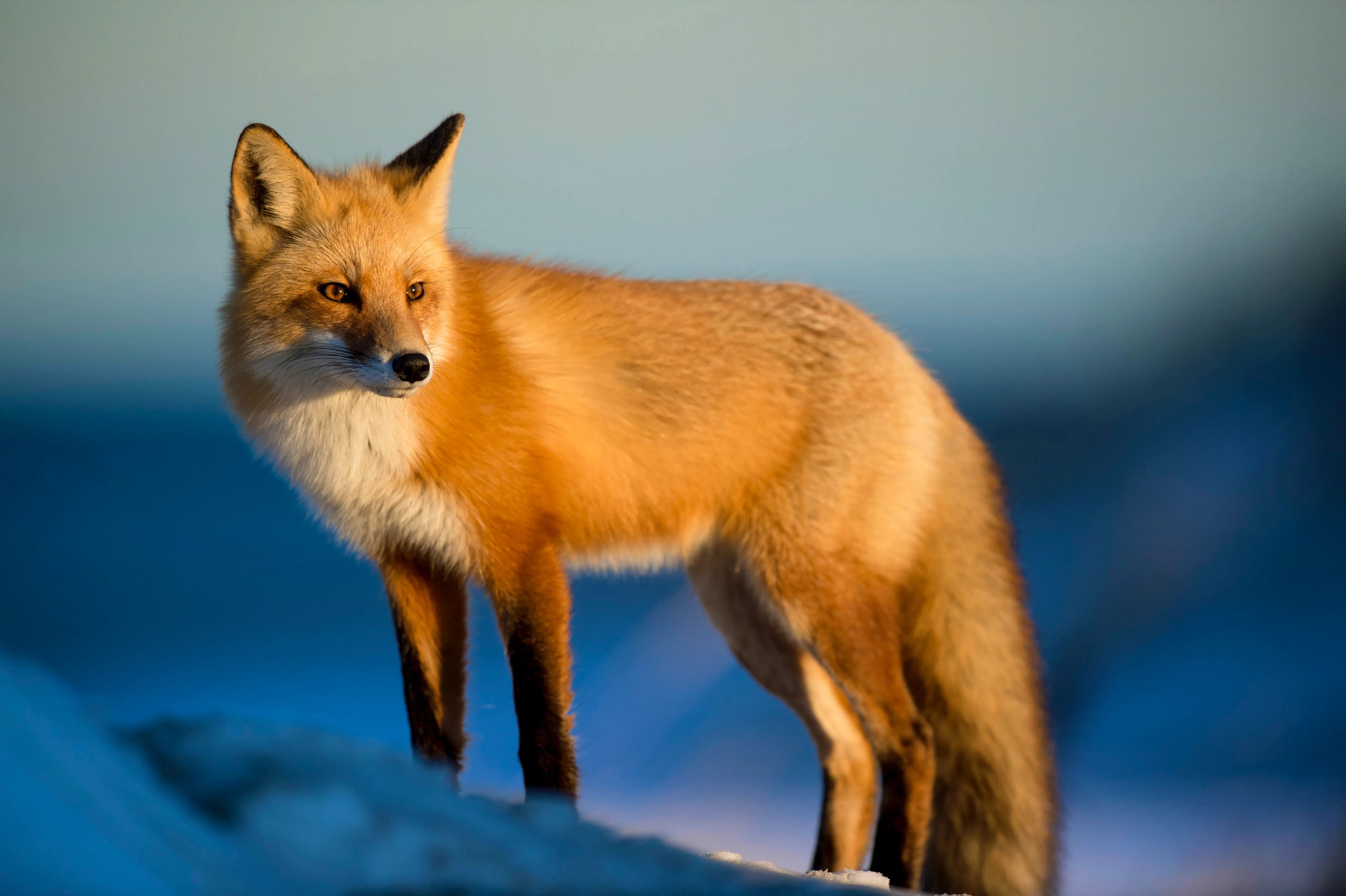 7 Of The Best Wildlife Photographers On Instagram The GWG