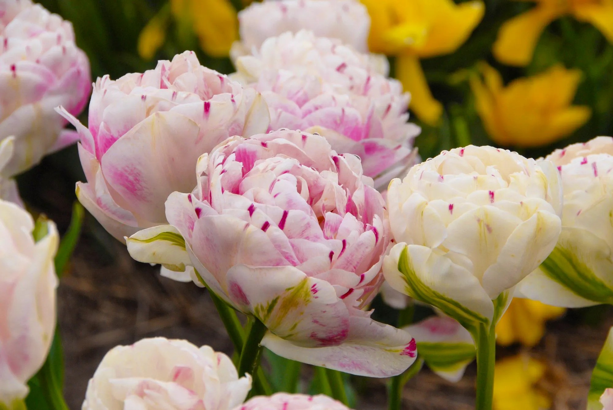 DutchGrown Buy Your Bulbs Direct From Holland The GWG