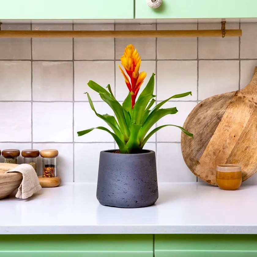 7 Places To Buy House Plants Online The Good  Guide