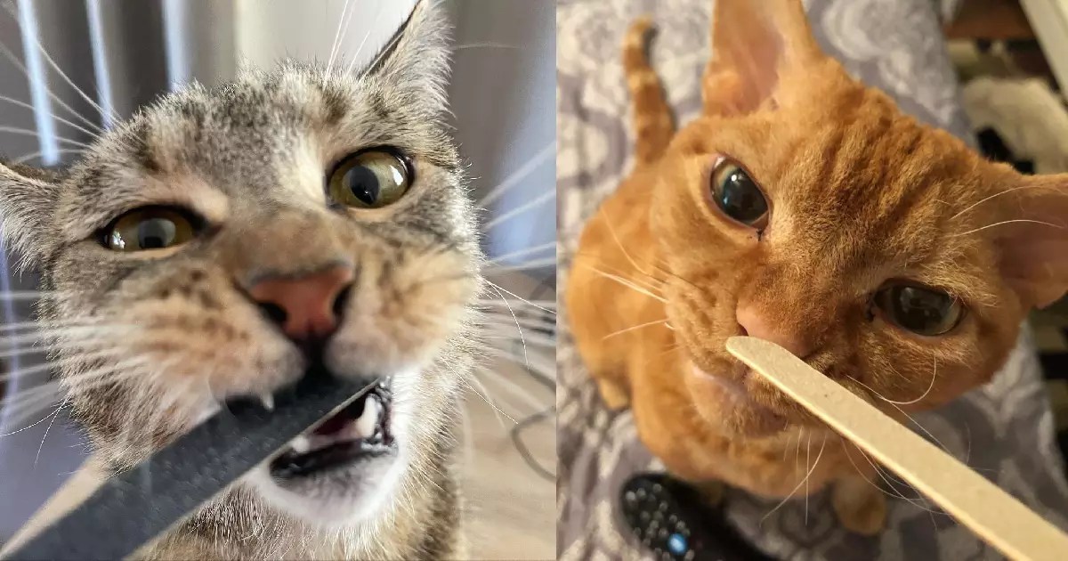Pawsitively Irresistible: Why Cats Can’t Get Enough of Nail Files