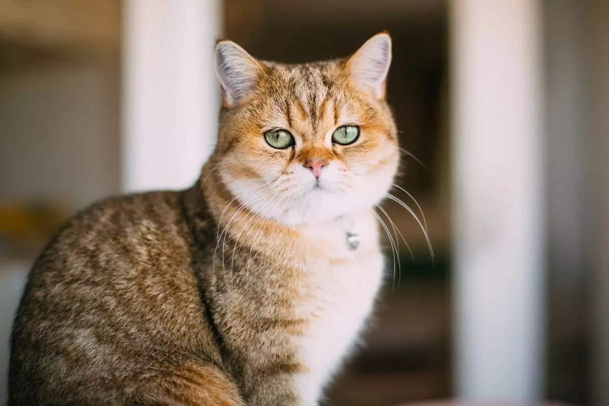 Mastering the Art of Shade: The Intriguing Behavior of Cats