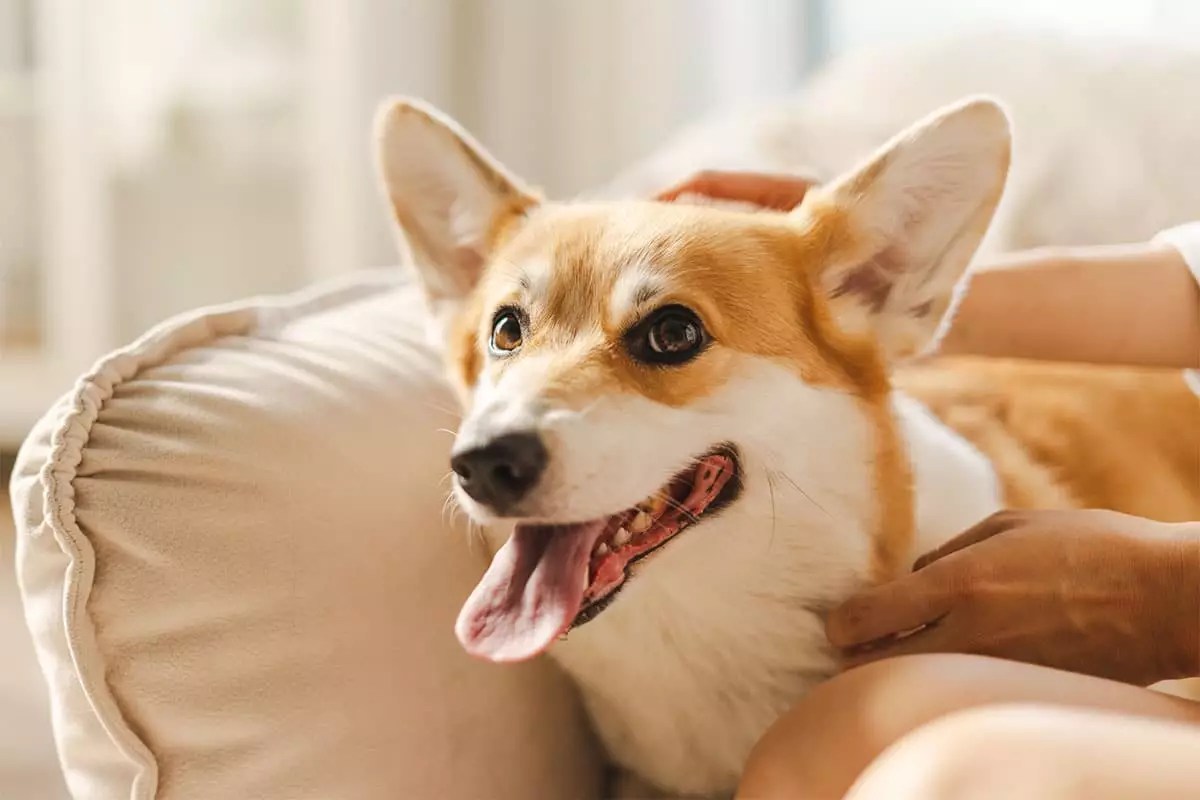 The Joyful Essence of Dogs: A Celebration of Canine Happiness
