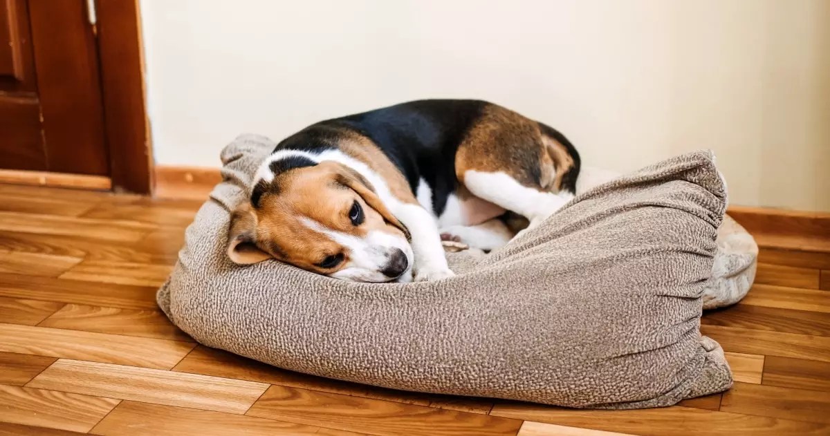 The Ultimate Guide to Kennel Cough: Understanding, Preventing, and Managing This Common Canine Illness