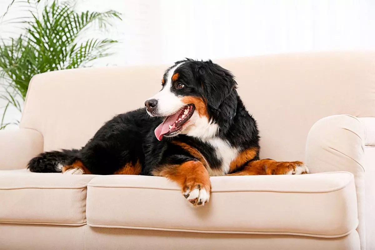 Serene Companions: Discover the Joy of Calm Dog Breeds