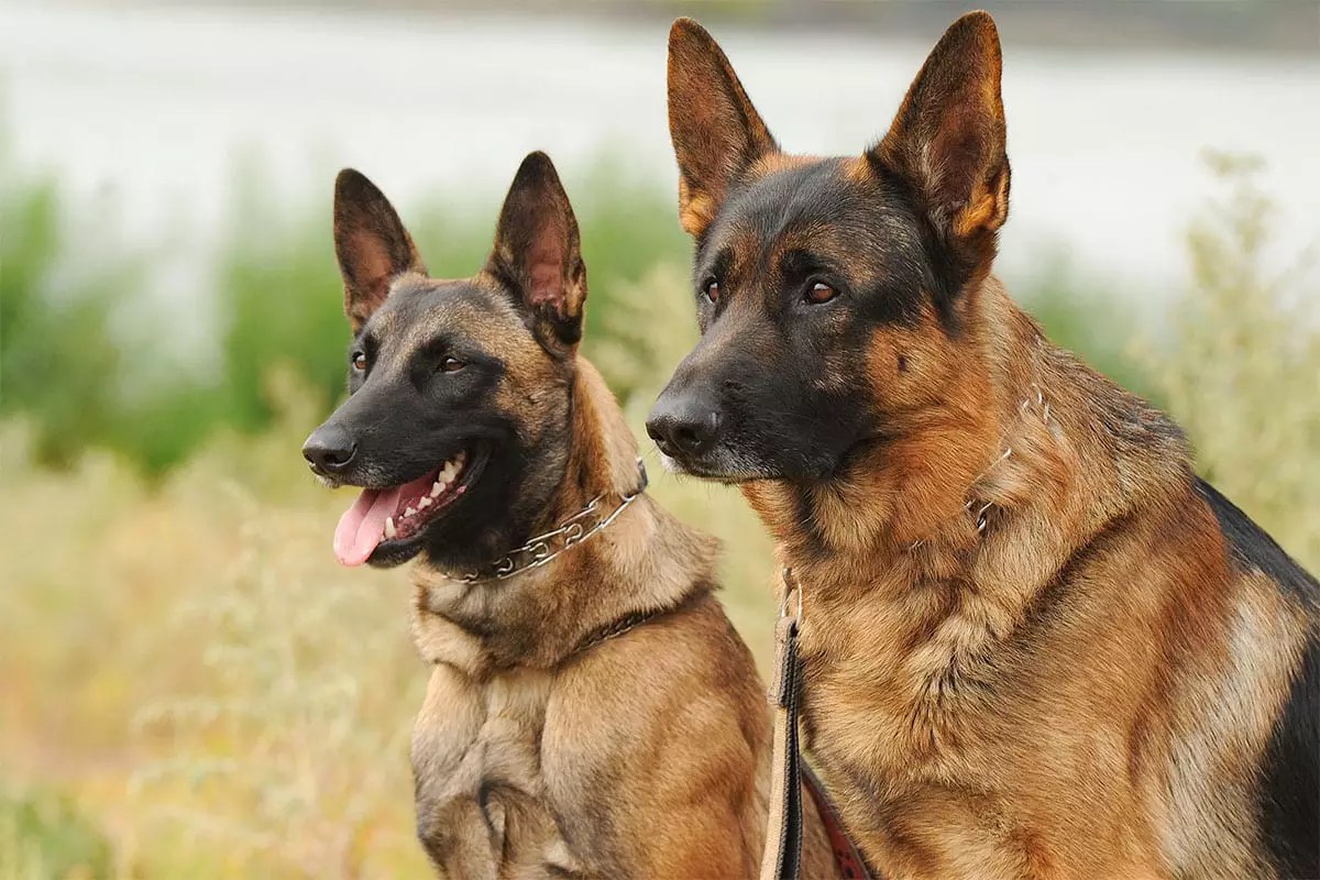 Unyielding Heroes: The Brave Dogs That Define Loyalty and Courage