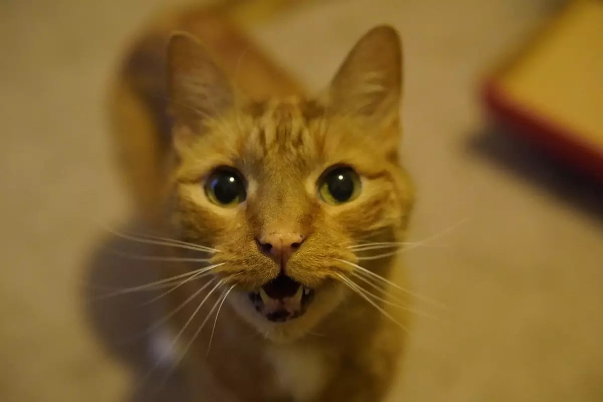 The Irresistible Power Play of Cats: How Feline Persuasion Always Wins