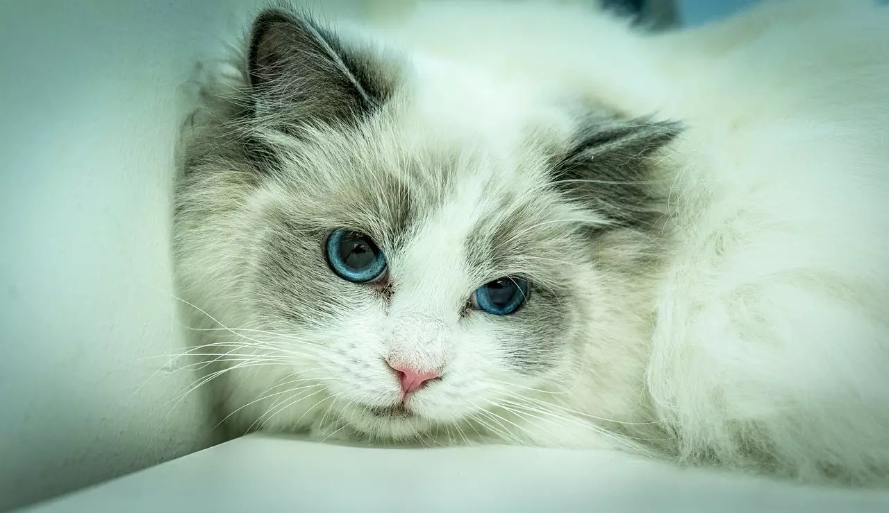 The Most Magnetic and Communicative Cat Breeds for Enthusiasts of Conversation