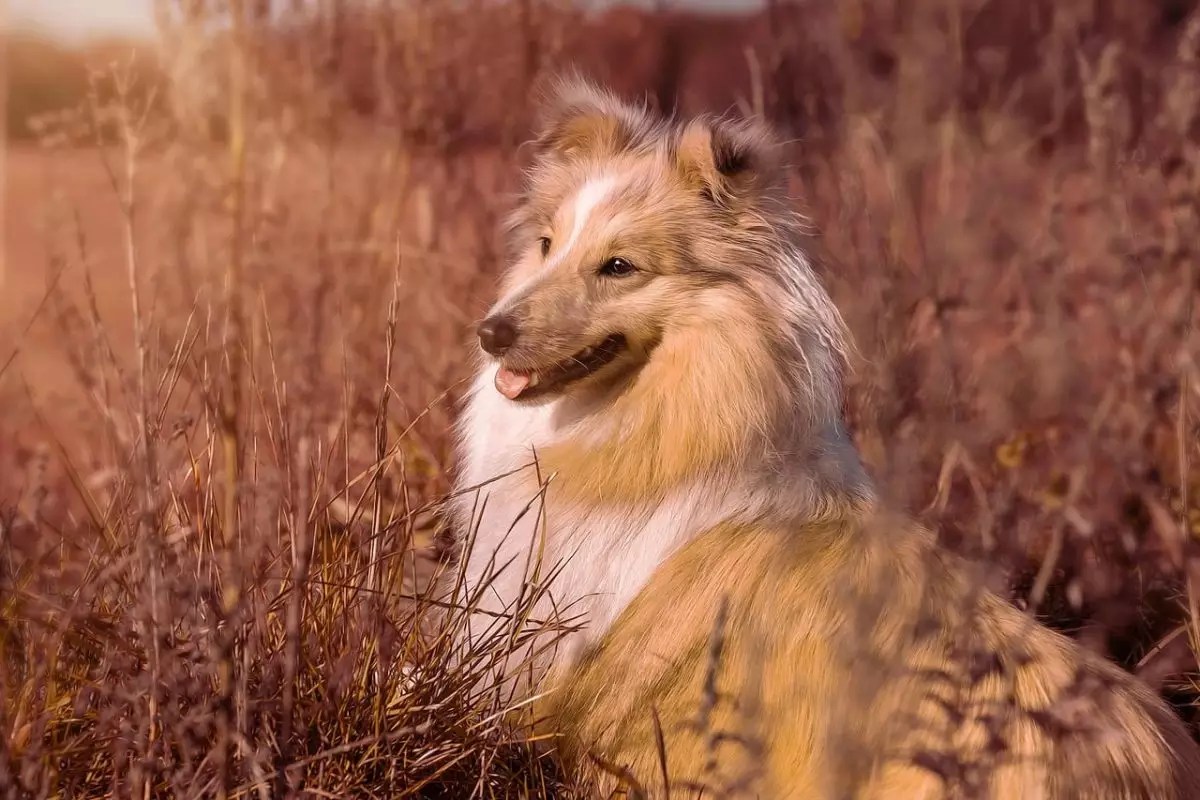 Unveiling the Heartfelt Power of Sensitive Dogs: Guardians of Unspoken Bonds