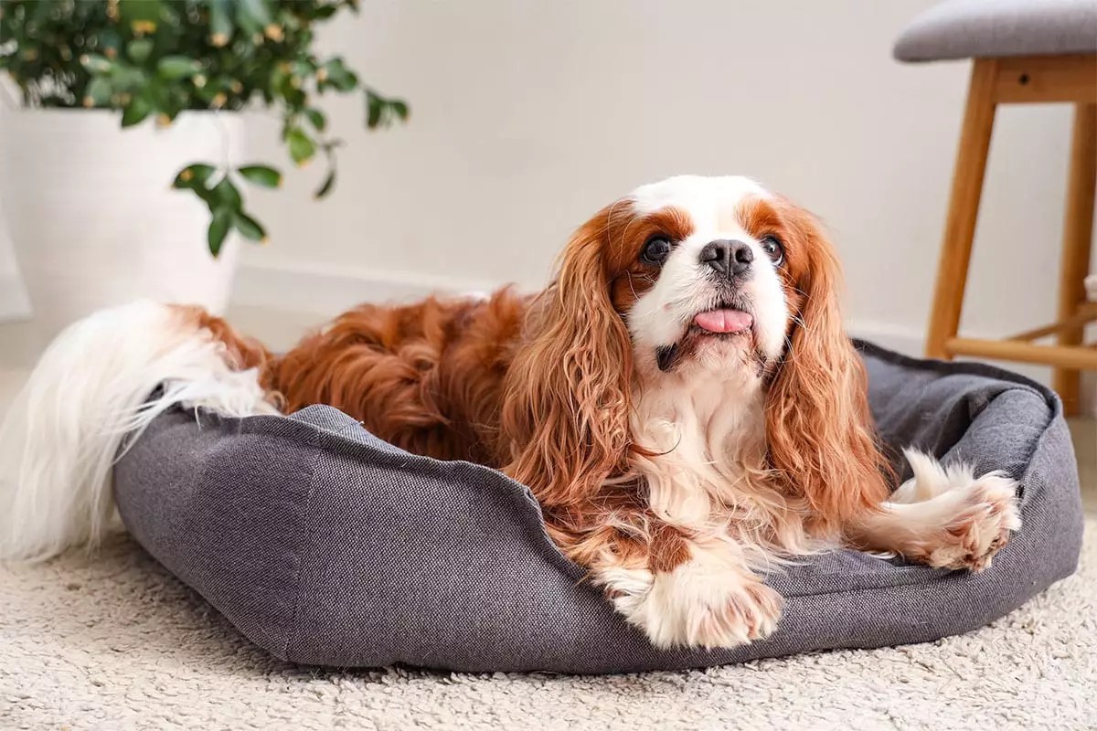 The Unbreakable Bond: How Some Dogs Thrive on Absolute Closeness