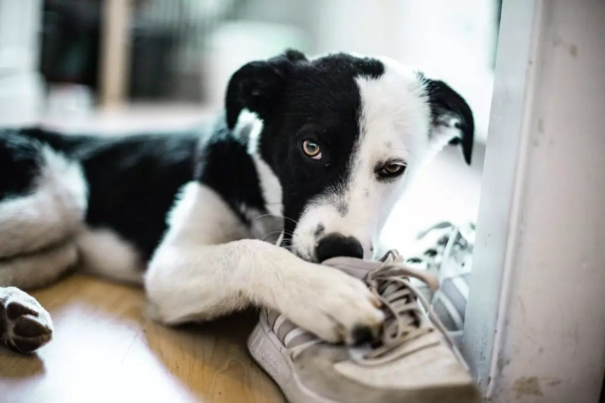 The Unseen World Through a Dog’s Nose: Unlocking the Power of Canine Senses