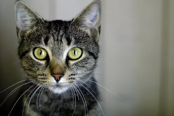 Unlocking Your Cat’s Hidden Stress: How to Recognize and Relieve Feline Anxiety