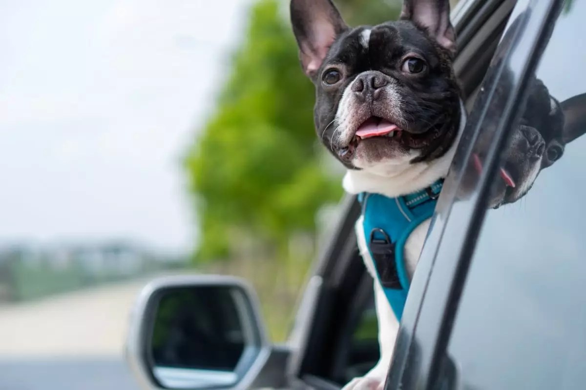 Unleashing Joy: The Irresistible Charm of Dogs as Perfect Road Trip Companions
