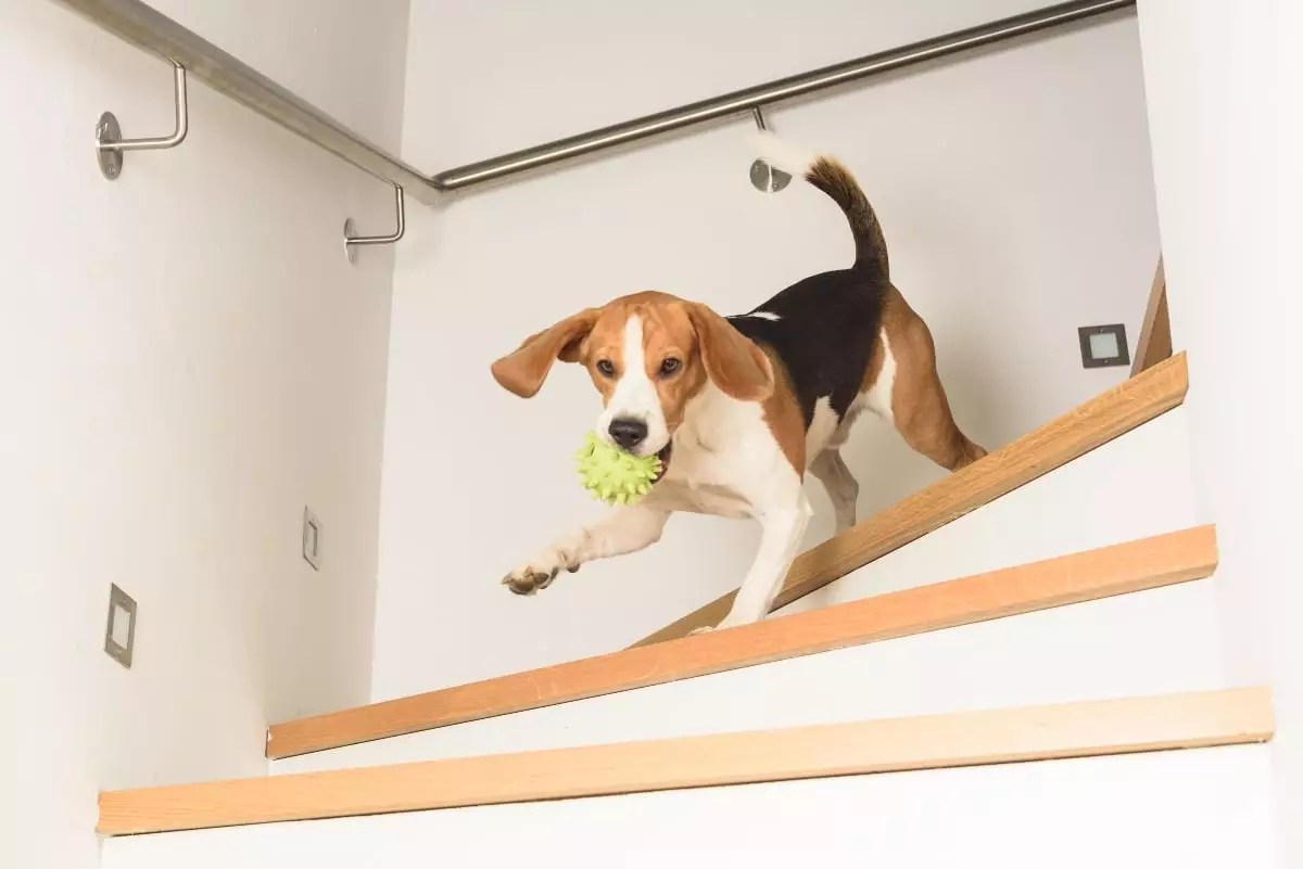 The Unbreakable Bond Between Dogs and Their Beloved Toys: A Reflection of Loyalty, Comfort, and Joy