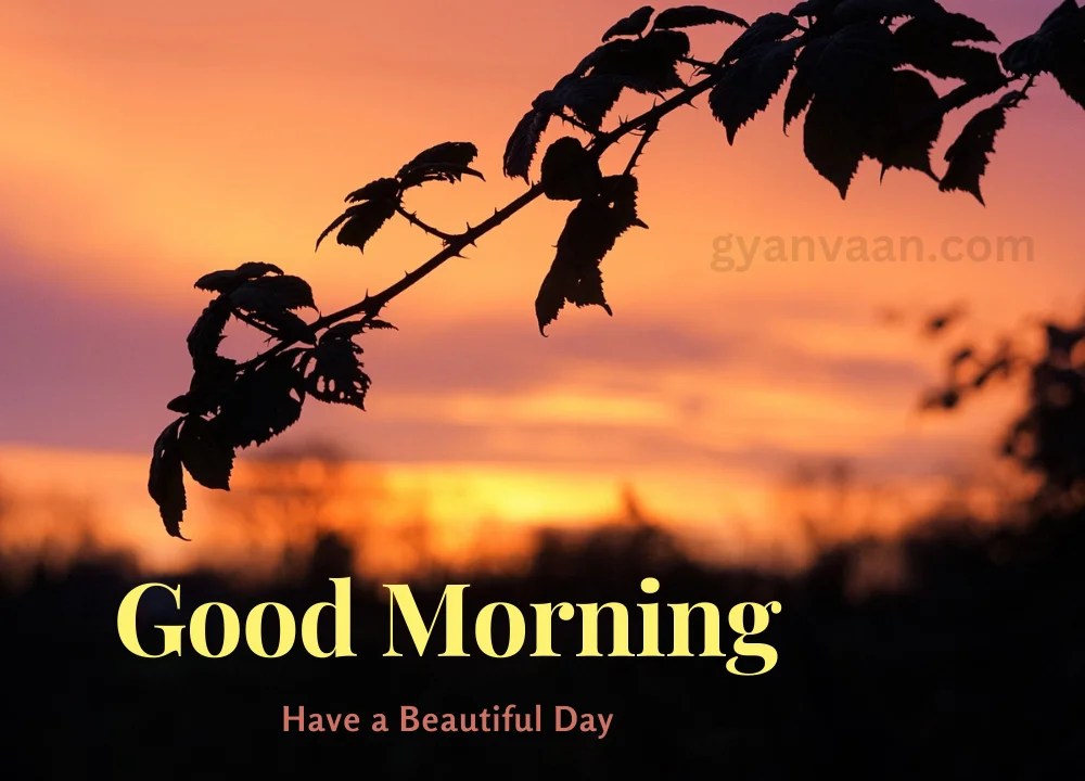 Best 100+ Good Morning Images With Quotes For WhatsApp