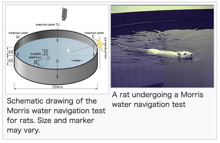 Morris Water Maze - NISHIO Hirokazu