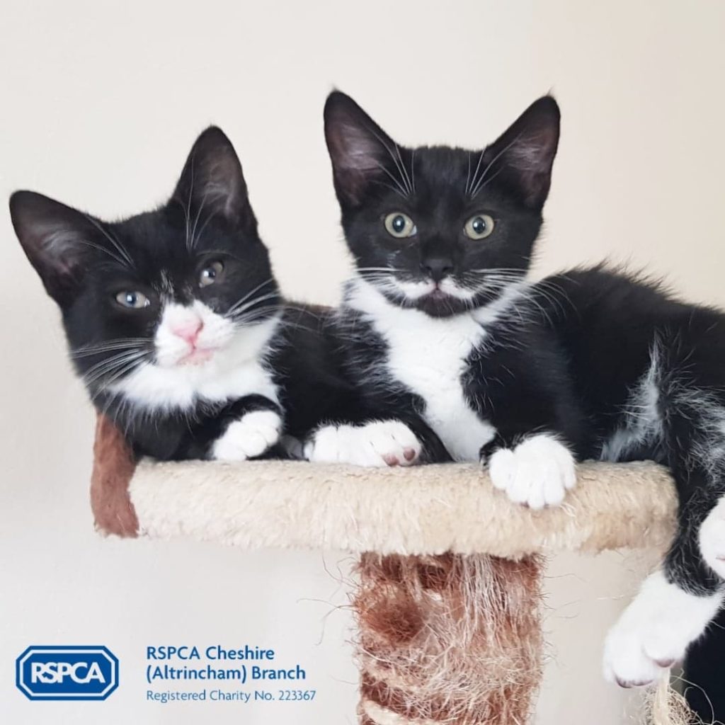 RSPCA Cheshire (Altrincham) Branch See how much has been raised on
