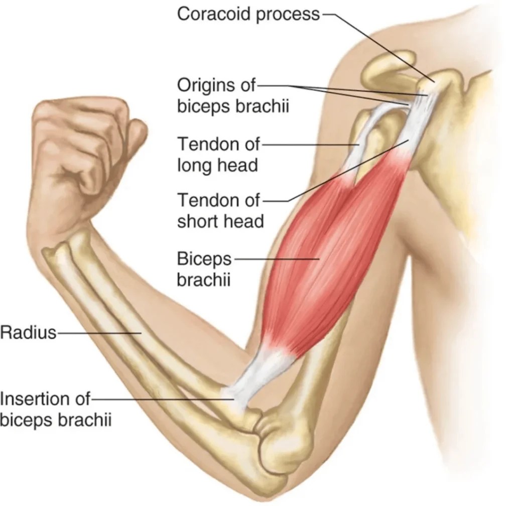 Bicep Tendonitis What Causes The Pain and How To Fix It Gymless