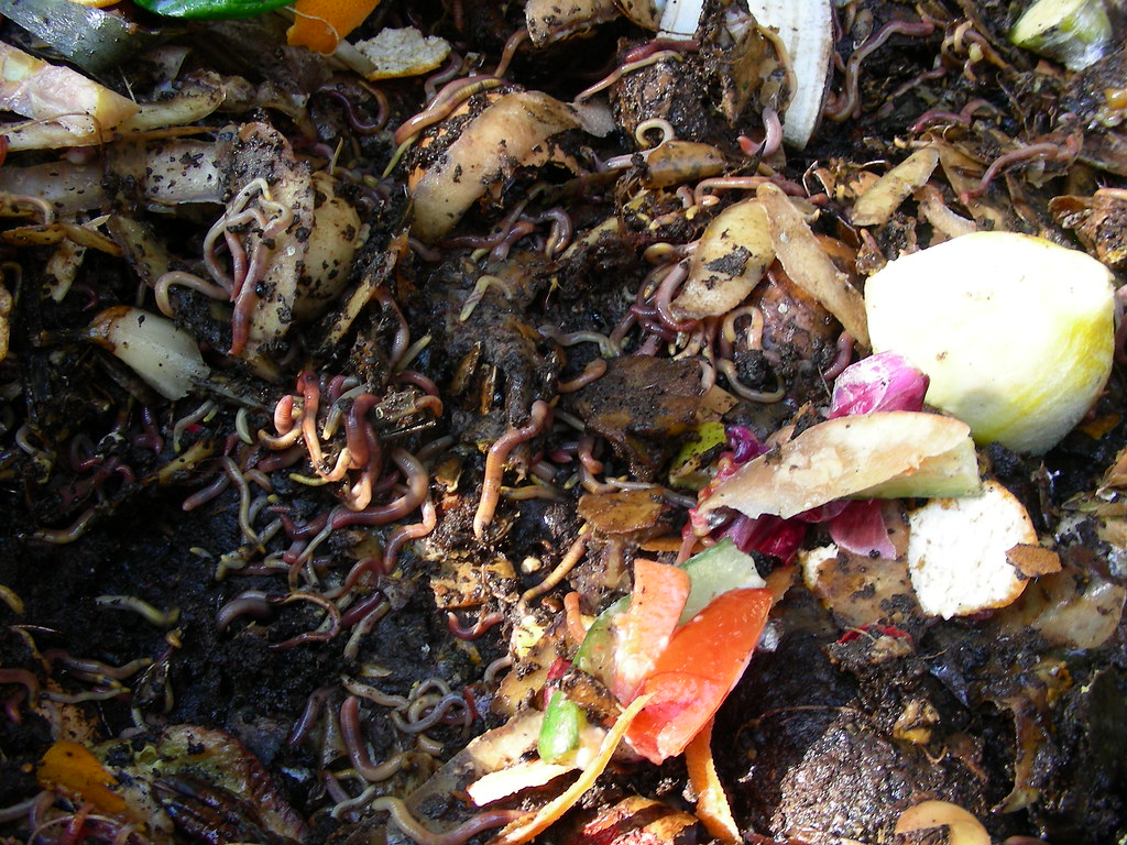 Saturday 28 August 9am to 12pm Learn how to build your own worm farm