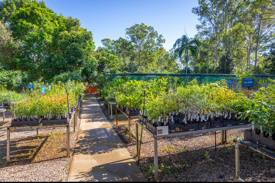 Nursery Gympie District Landcare