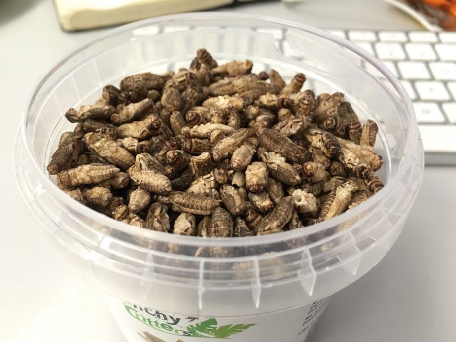 Bugs In Cat Food