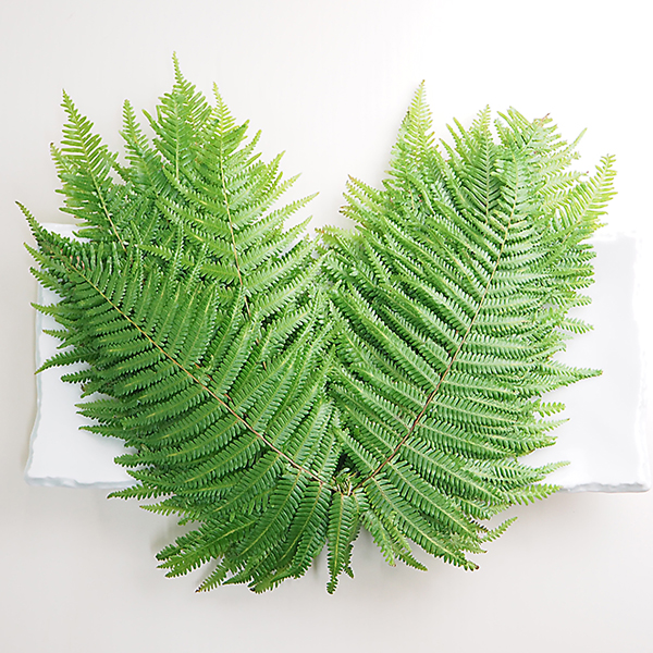 裏白】の画像素材 | その他植物・花・植物の写真素材ならイメージナビ 青掻敷]裏白(うらじろ)1パック(約10枚)【冷蔵便】の通販・お取り寄せ「築地魚群」