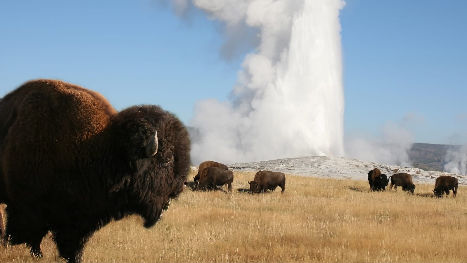 How to Plan a Yellowstone National Park Trip GyPSy Guide