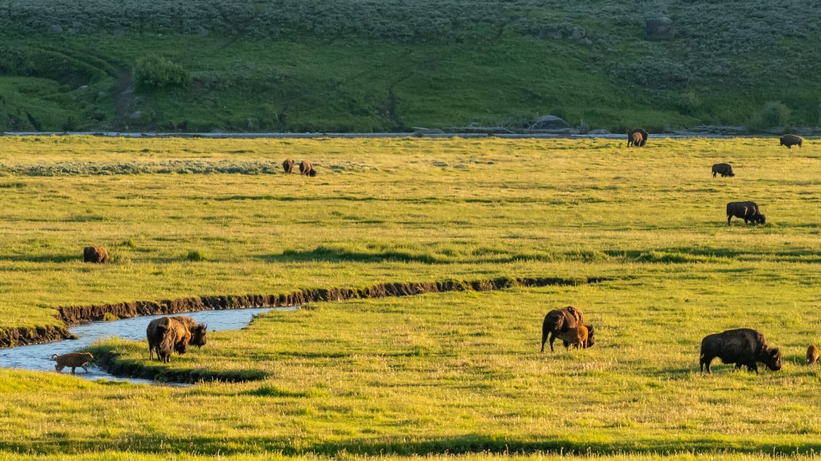 Yellowstone National Park Audio Tour App GyPSy Guide