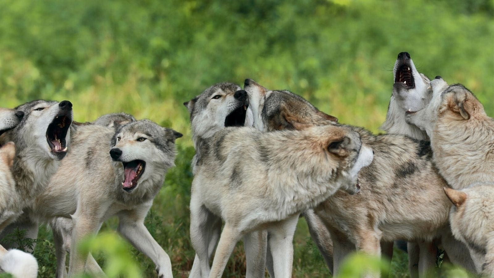 Yellowstone National Park Travel Guide GyPSy Guide Audio Tours App