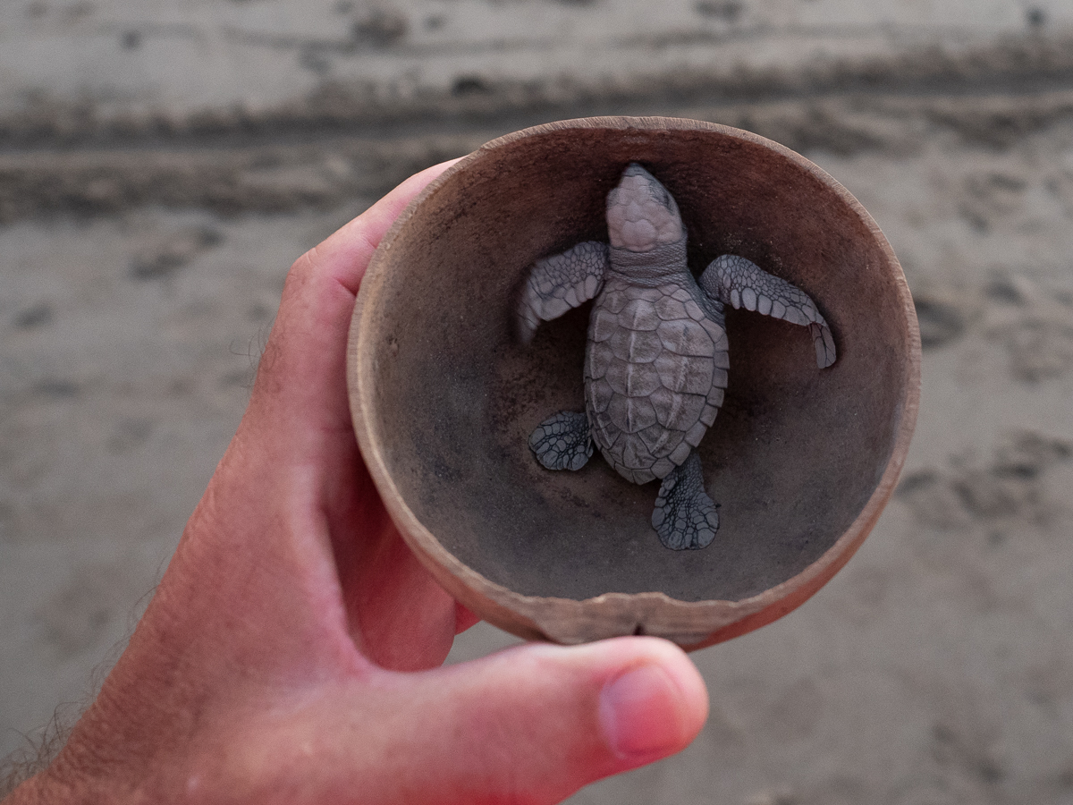 Turtle Camp GypsyKramer