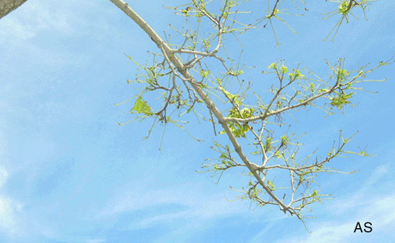 Gypsy Moth Tree Damage Examples