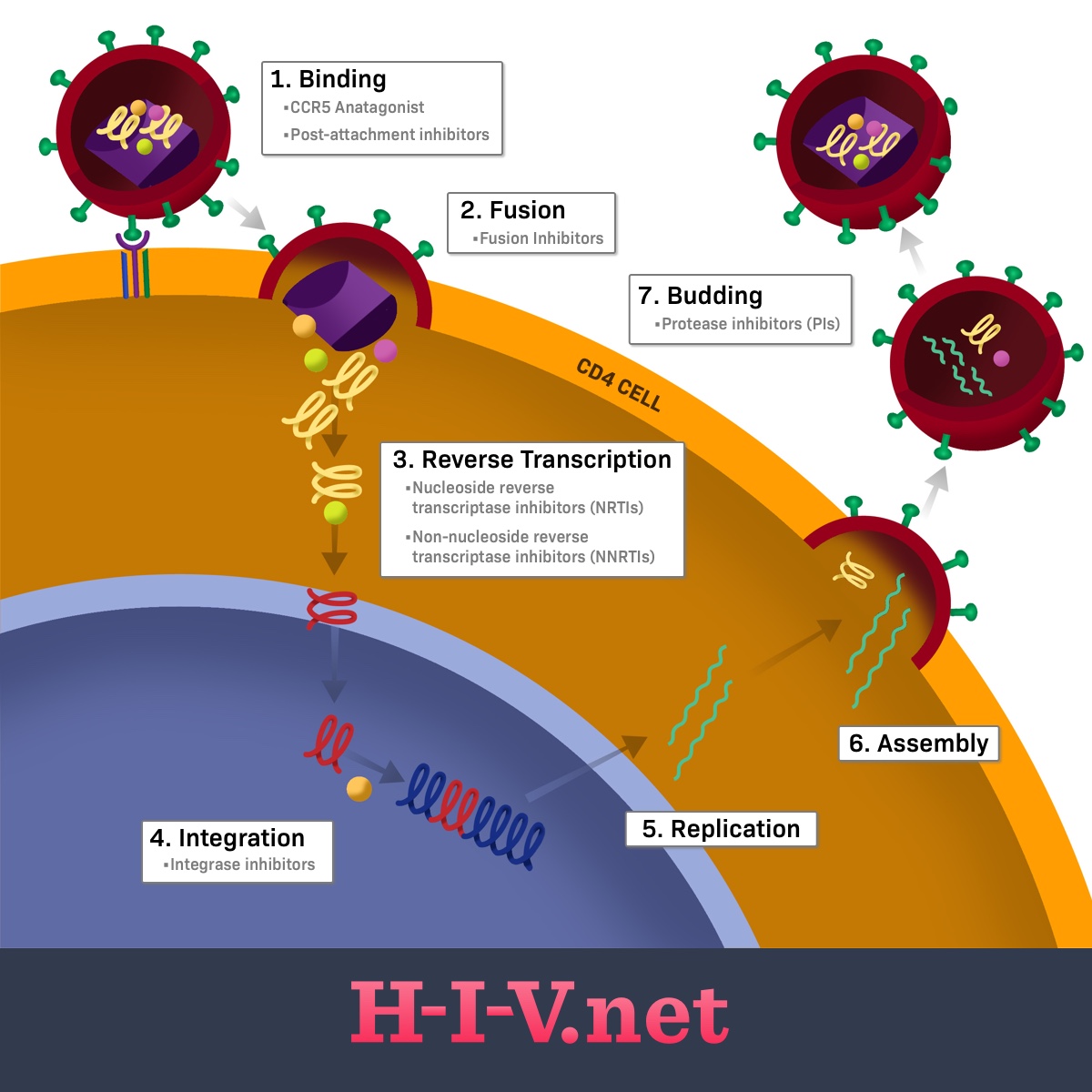 What Are the Types of HIV Antiretroviral Drugs?