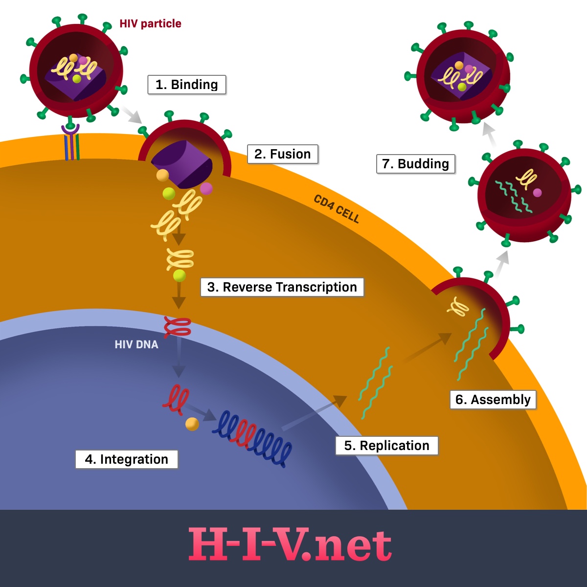 The HIV Life Cycle How Does the Virus Replicate?