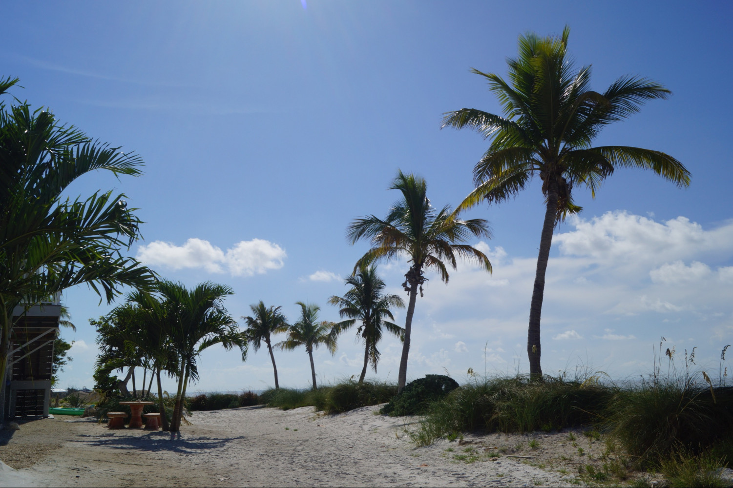 Deer Run On The Atlantic Big Pine Key, United States of America