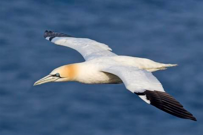 Hawai'iʻs Seabirds Hawai'i Marine Animal Response
