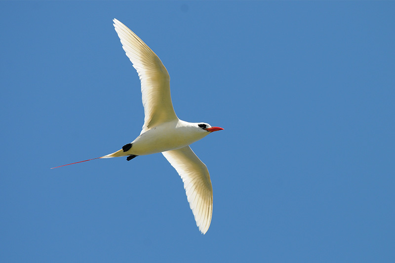 Hawai'iʻs Seabirds Hawai'i Marine Animal Response