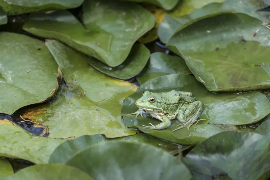 The Fascinating Interactions of Fish and Frogs in Backyard Ponds