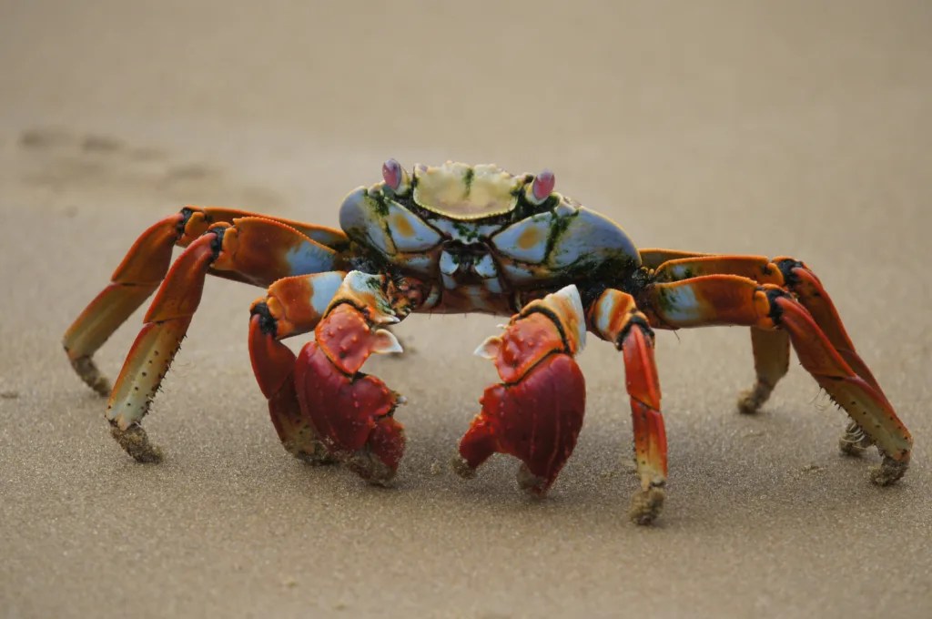First Aid Tips for A Crab's Pinch