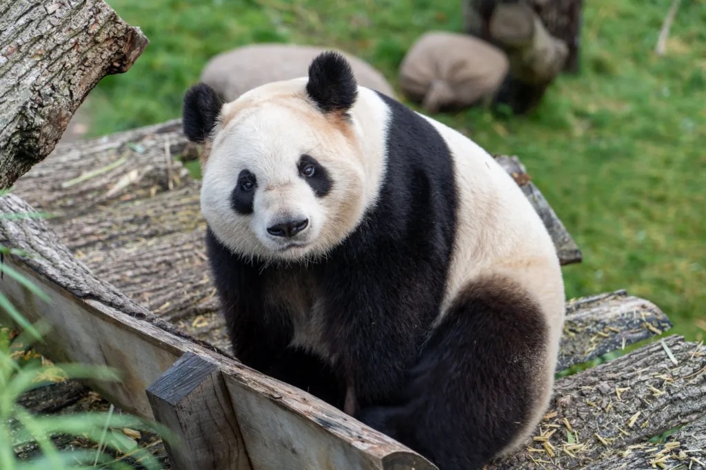 An Eastern Perspective on Pandas