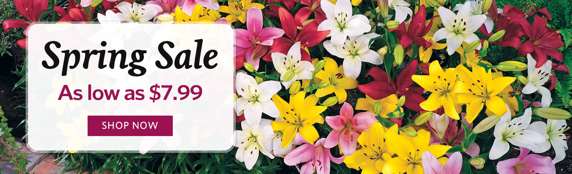 Breck's Flower Bulbs Direct to you from Holland since 1818