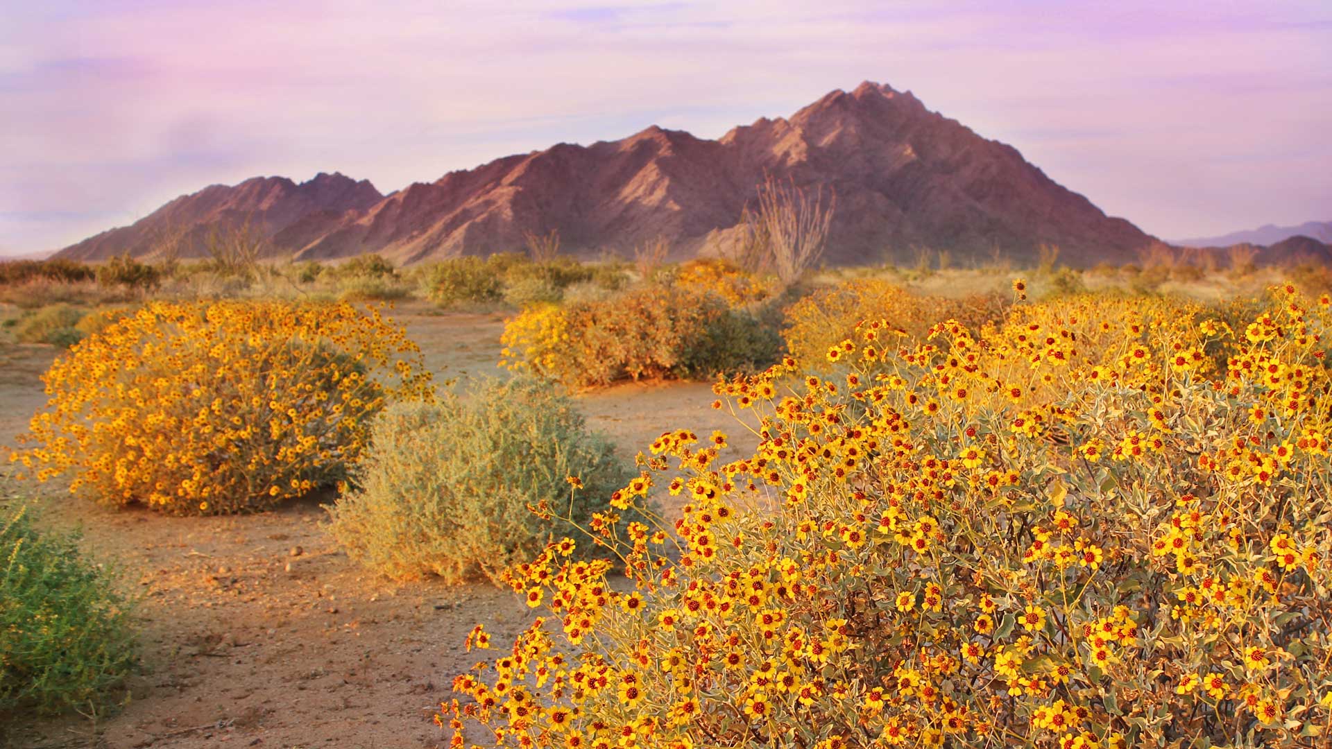 Bing HD Wallpaper May 3, 2024 The Sonoran Desert, Arizona, USA Bing