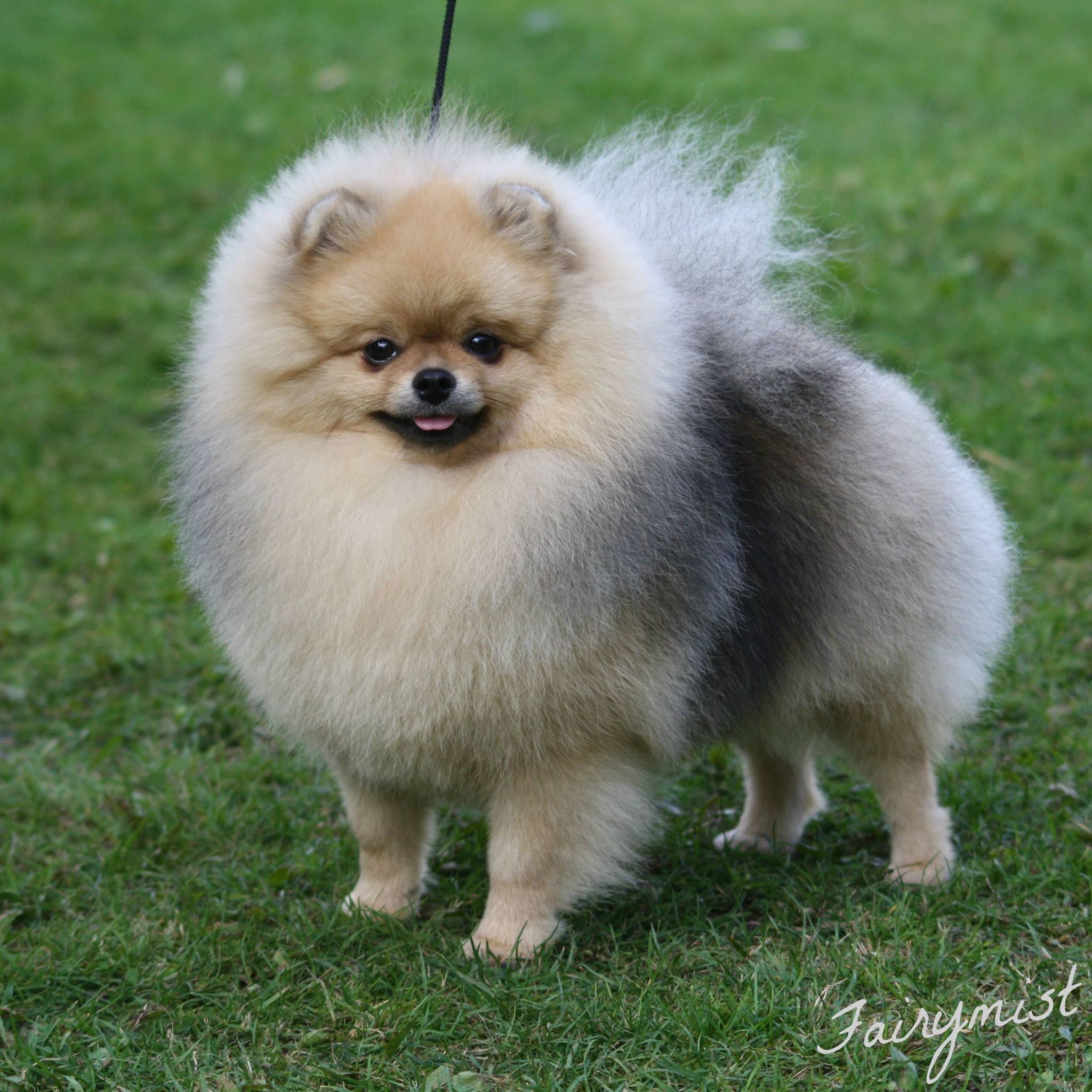 Grace2 Black Orange's Show Pomeranian