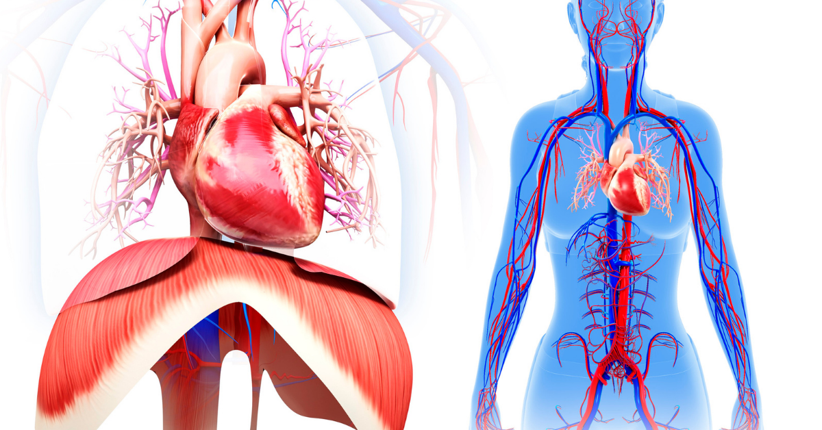 Recovering from Cardiac Surgery Heart 2 Heart Cardiac physiotherapy