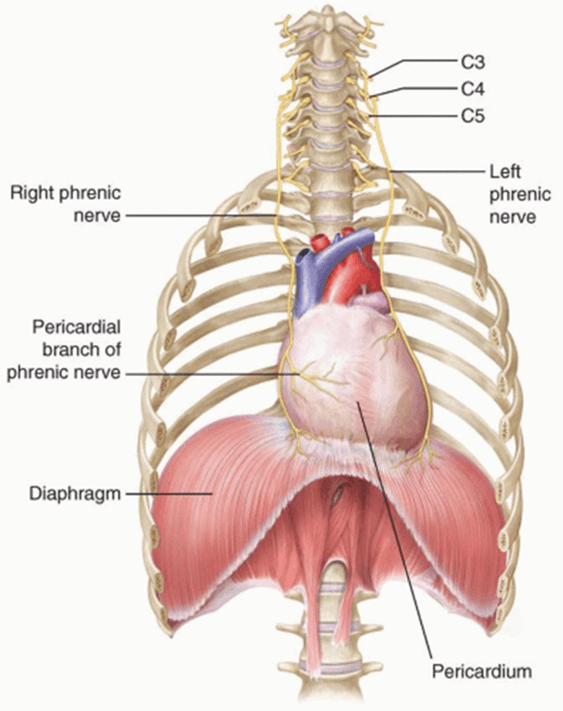 Anatomy and Workings of the Heart Heart 2 Heart Cardiac physiotherapy