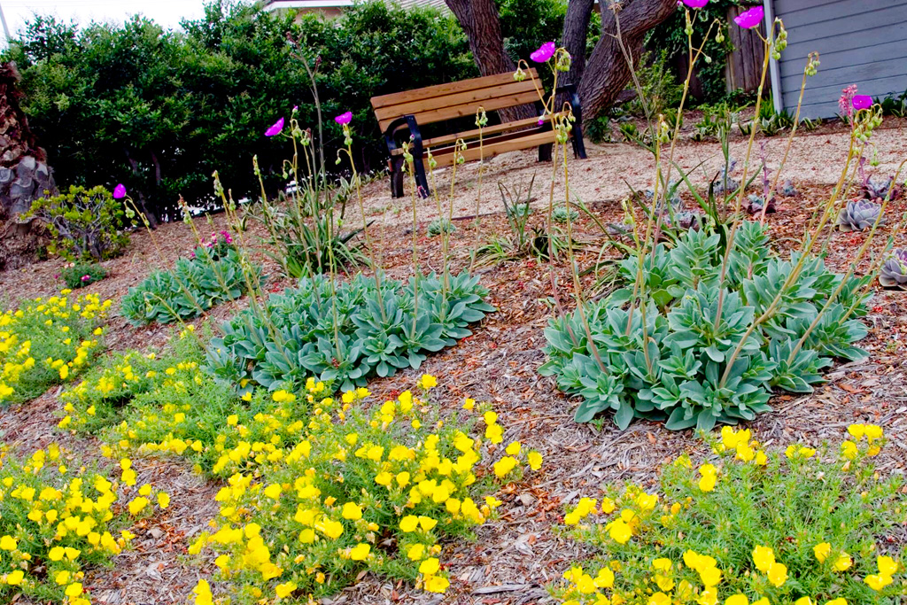 Plant OC Garden Friendly Ground Cover
