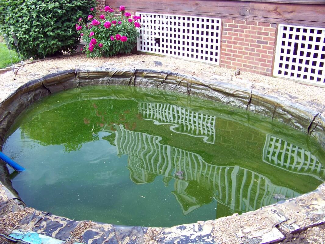 Why did my Pond Water Turn GreenLexingtonCentral KentuckyKY