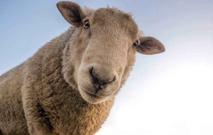 kurbanbayrami tarihi 2023 2023 Kurban Bayramı Ne Zaman? 2023 Resmi Tatil Günleri! - Habernew.com