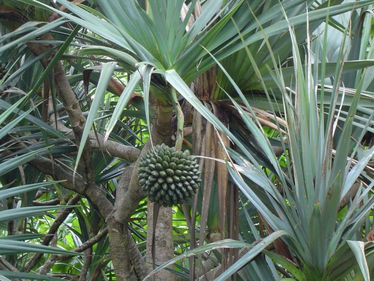 La flore de La Réunion Habiter La Réunion
