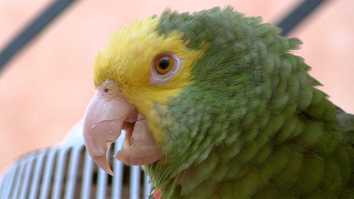 CARACTERÍSTICAS DEL COTORRO y su Divertido Comportamiento